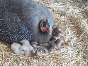 Perliczki żywienie od pisklaka po dorosłą perliczkę