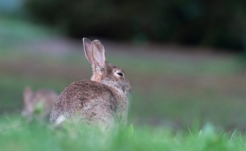 rabbit, bunny, bird-5180820.jpg