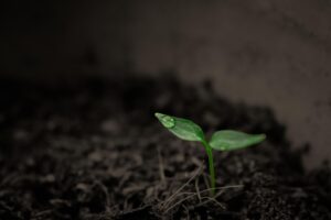 Wpływ kwasów humusowych na żyzność gleby