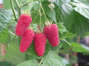 Uprawa malin jesiennych